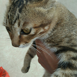 頭像