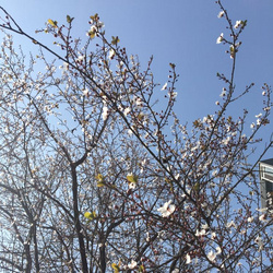 頭像